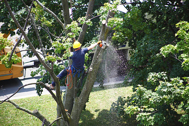 Best Fruit Tree Pruning  in Poland, OH