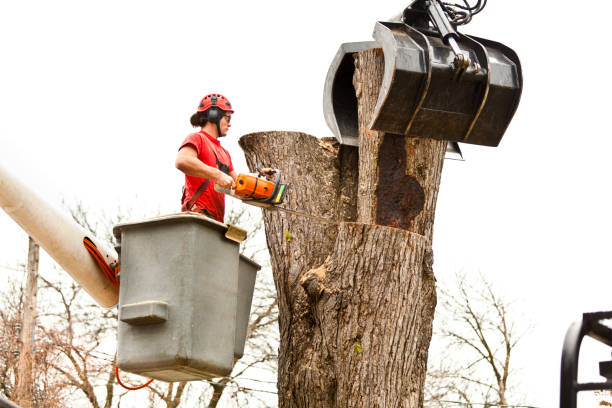 Poland, OH Tree Care Company