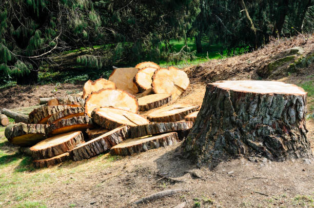 Best Root Management and Removal  in Poland, OH